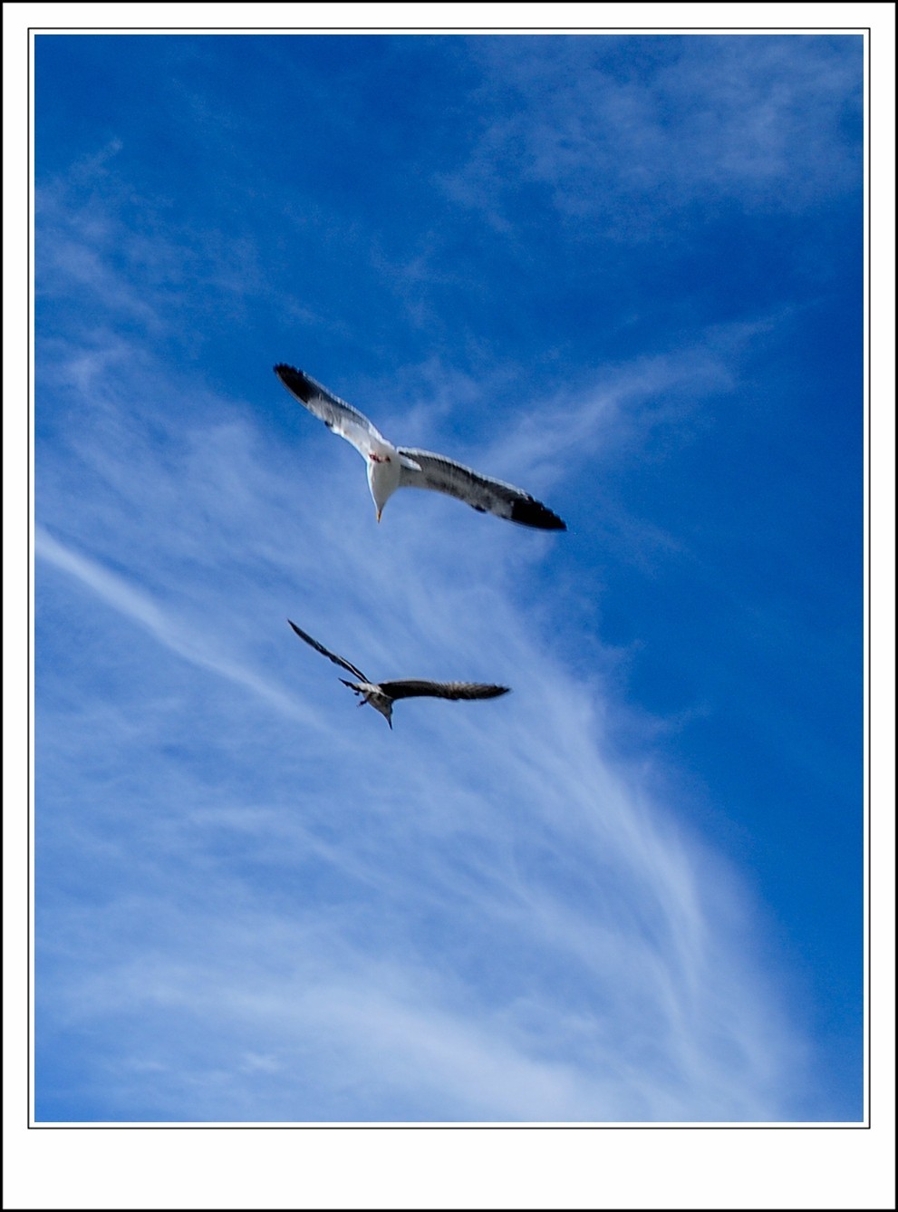 旧金山之---世间乐土,动物天堂