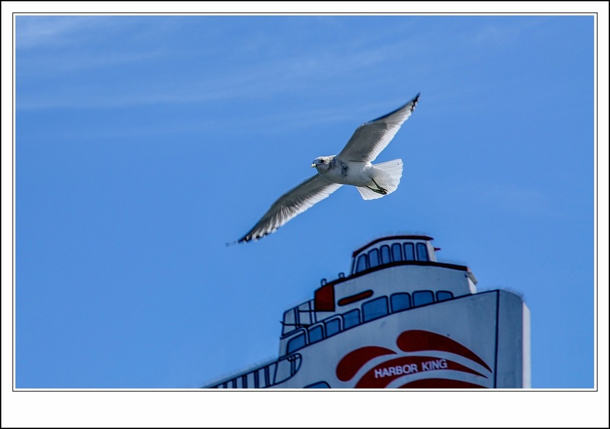 旧金山之---世间乐土,动物天堂