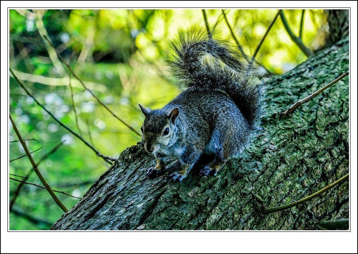 旧金山之---世间乐土,动物天堂
