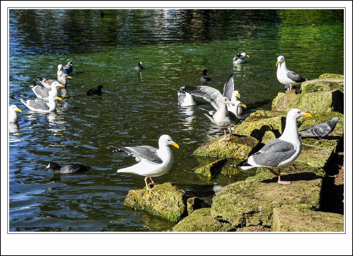 旧金山之---世间乐土,动物天堂