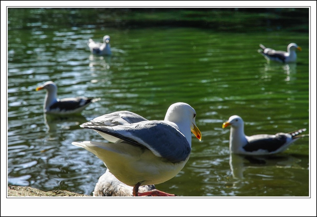 旧金山之---世间乐土,动物天堂