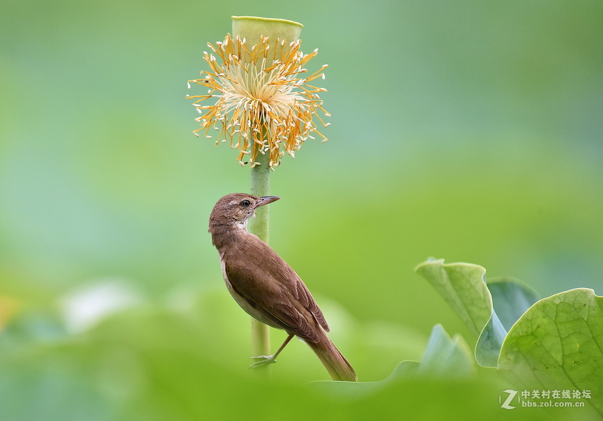 #尼康鸟类作品赏析#【一组大苇莺】
