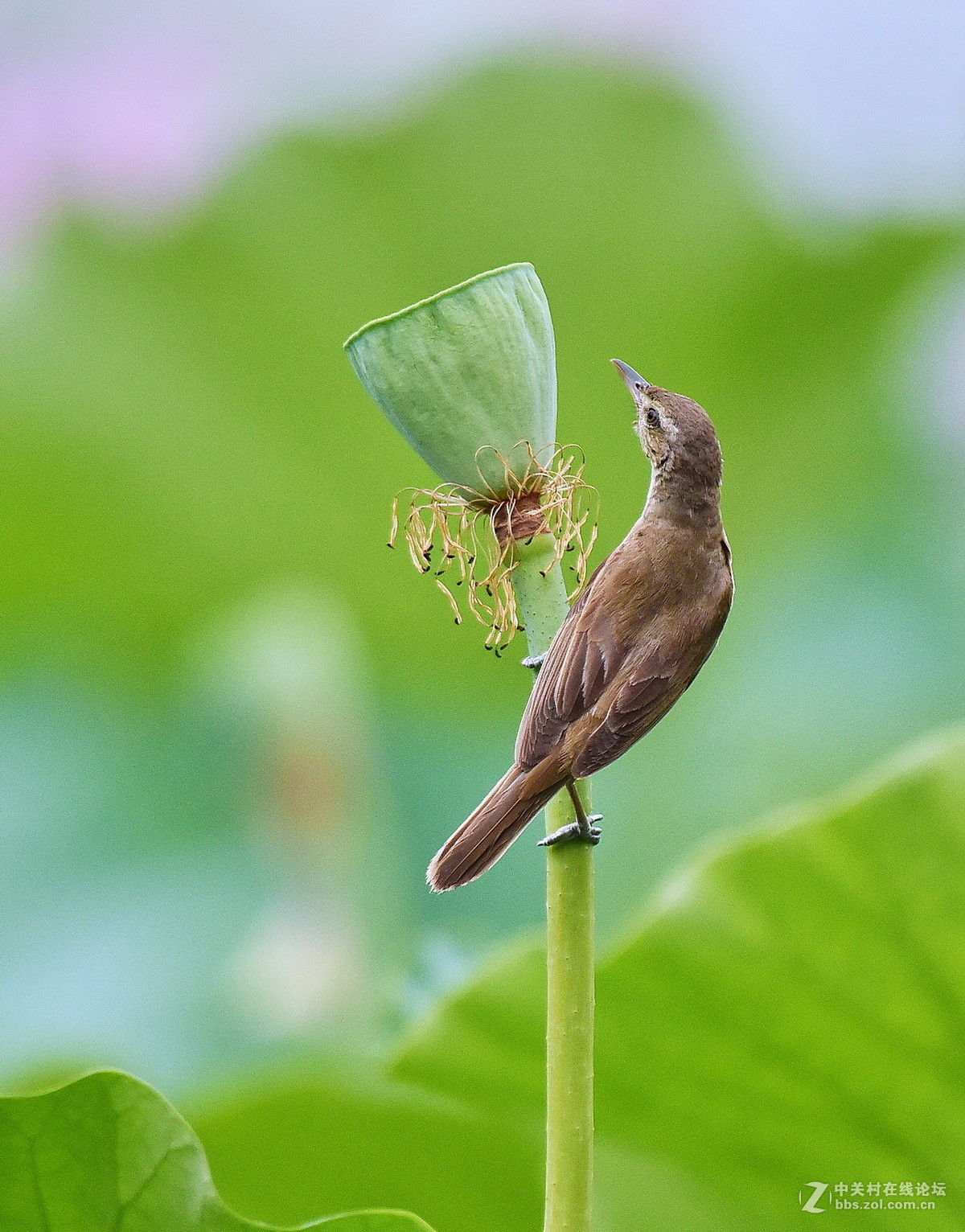 #尼康鸟类作品赏析#【一组大苇莺】
