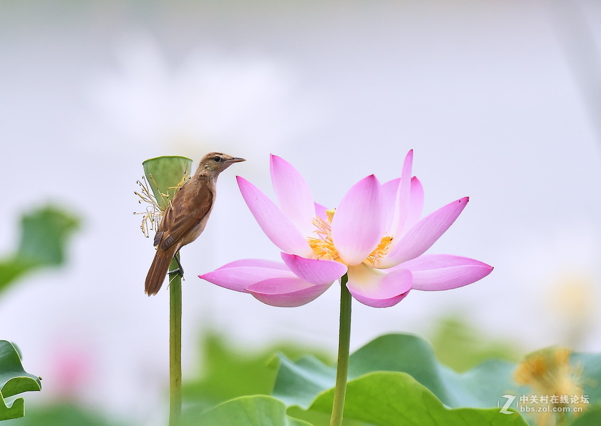 #尼康鸟类作品赏析#【一组大苇莺】