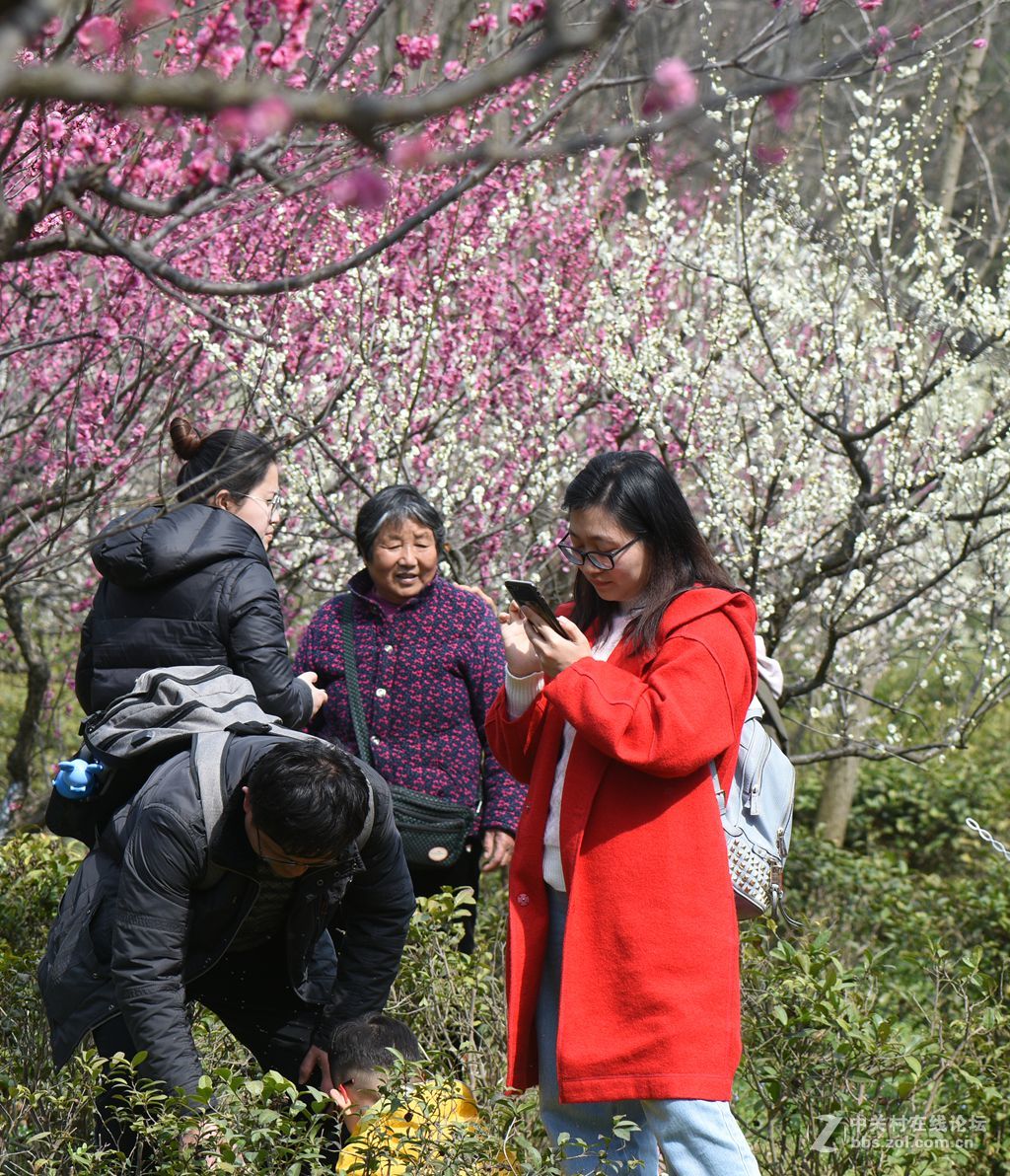 踏青赏梅