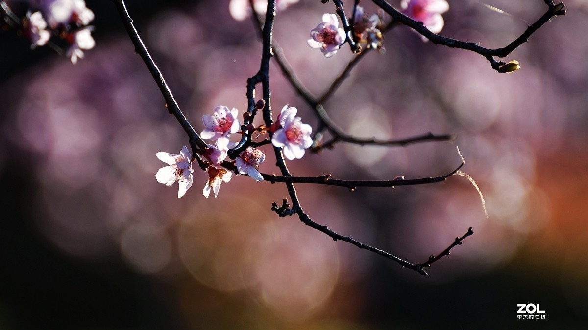 桃花依旧笑春风