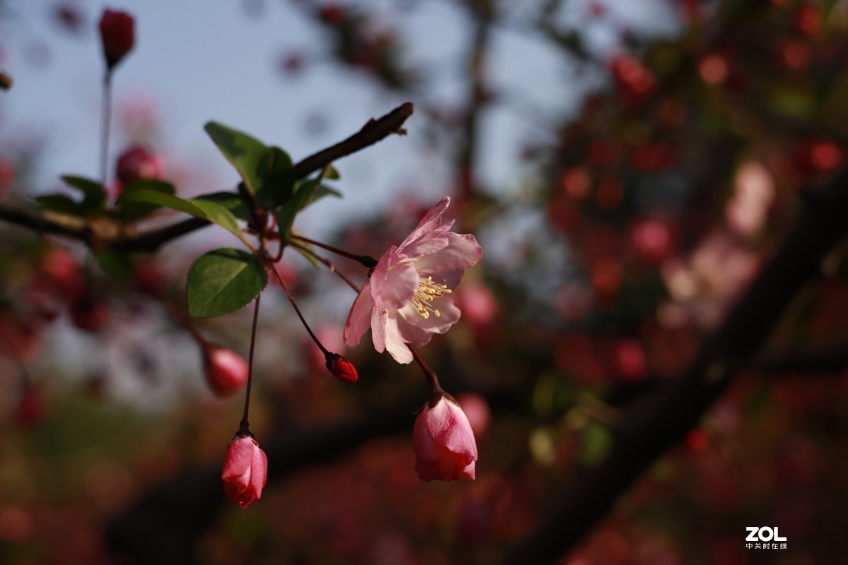 学习18灰自定义白平衡保存相机，拍了几张看看，色彩是不是还原的真