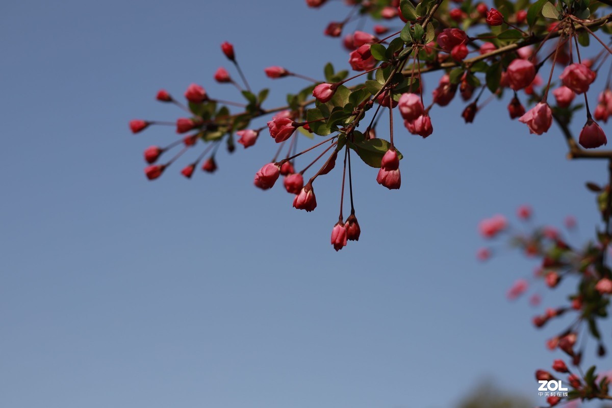 学习18灰自定义白平衡保存相机，拍了几张看看，色彩是不是还原的真