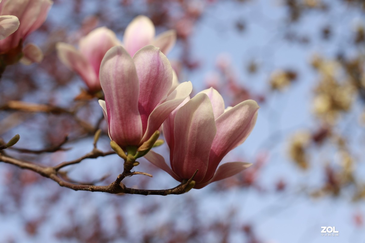 学习18灰自定义白平衡保存相机，拍了几张看看，色彩是不是还原的真