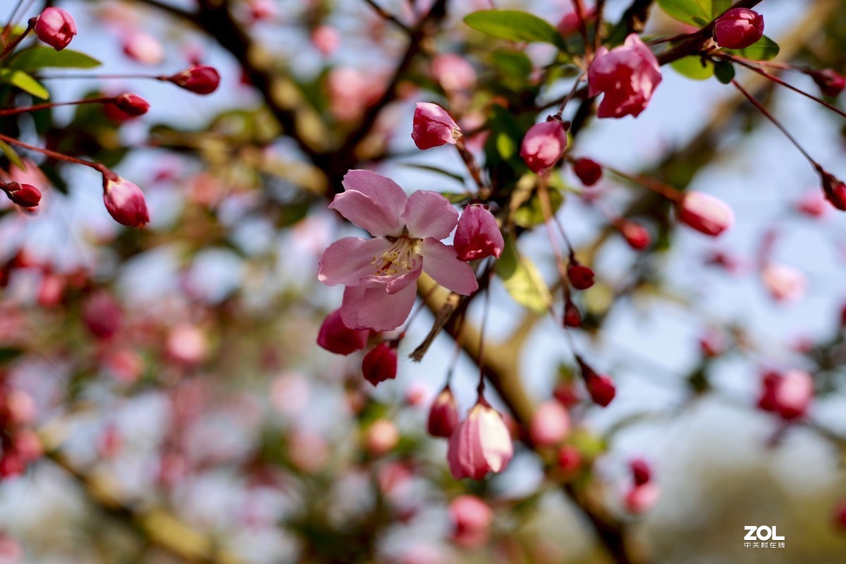学习18灰自定义白平衡保存相机，拍了几张看看，色彩是不是还原的真