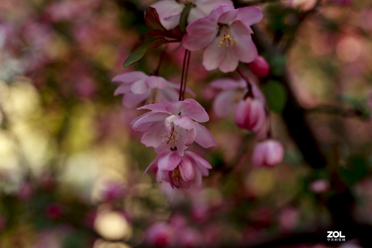 学习18灰自定义白平衡保存相机，拍了几张看看，色彩是不是还原的真