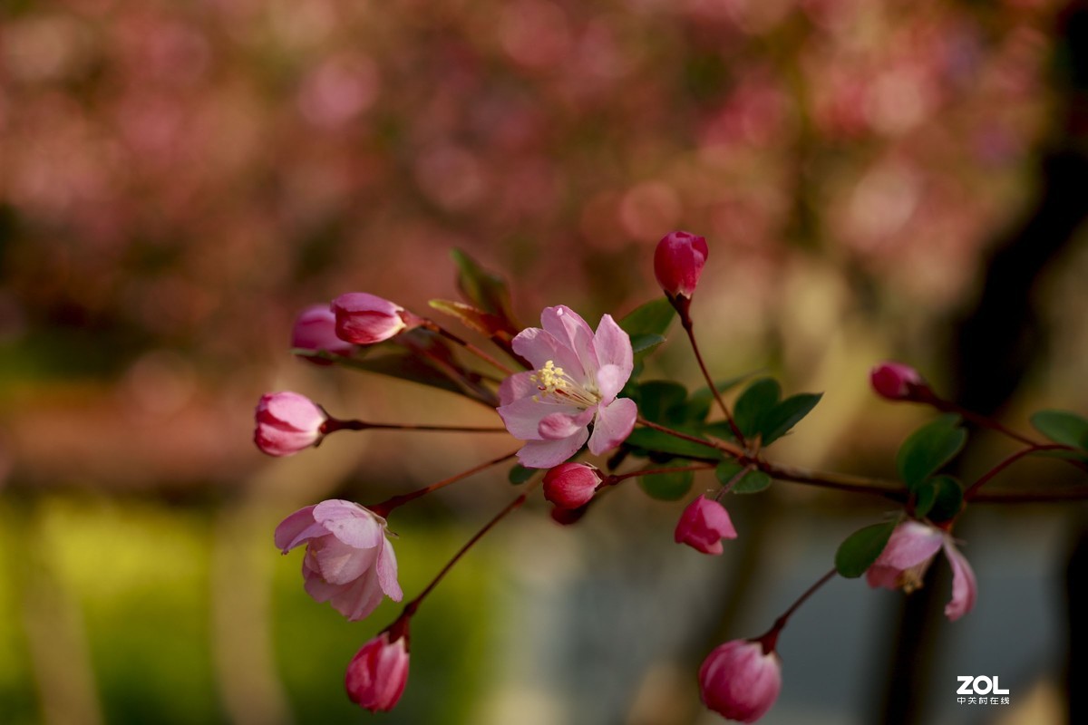 学习18灰自定义白平衡保存相机，拍了几张看看，色彩是不是还原的真