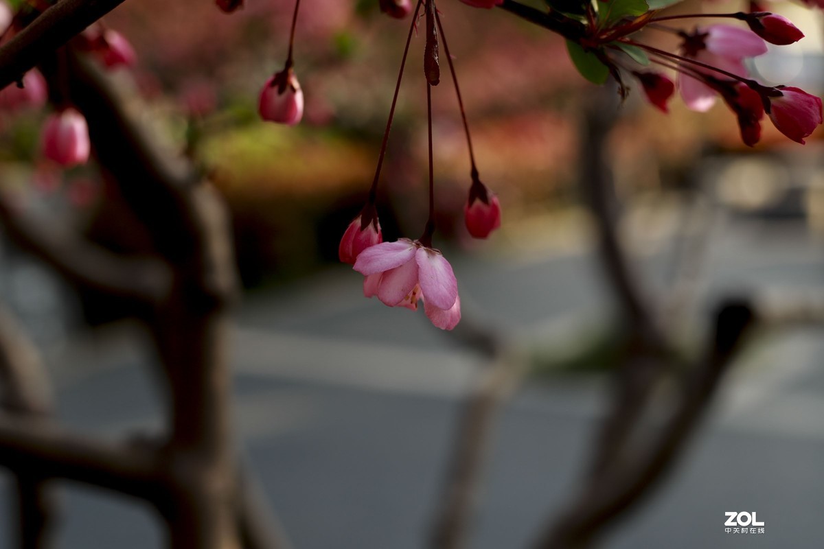 学习18灰自定义白平衡保存相机，拍了几张看看，色彩是不是还原的真