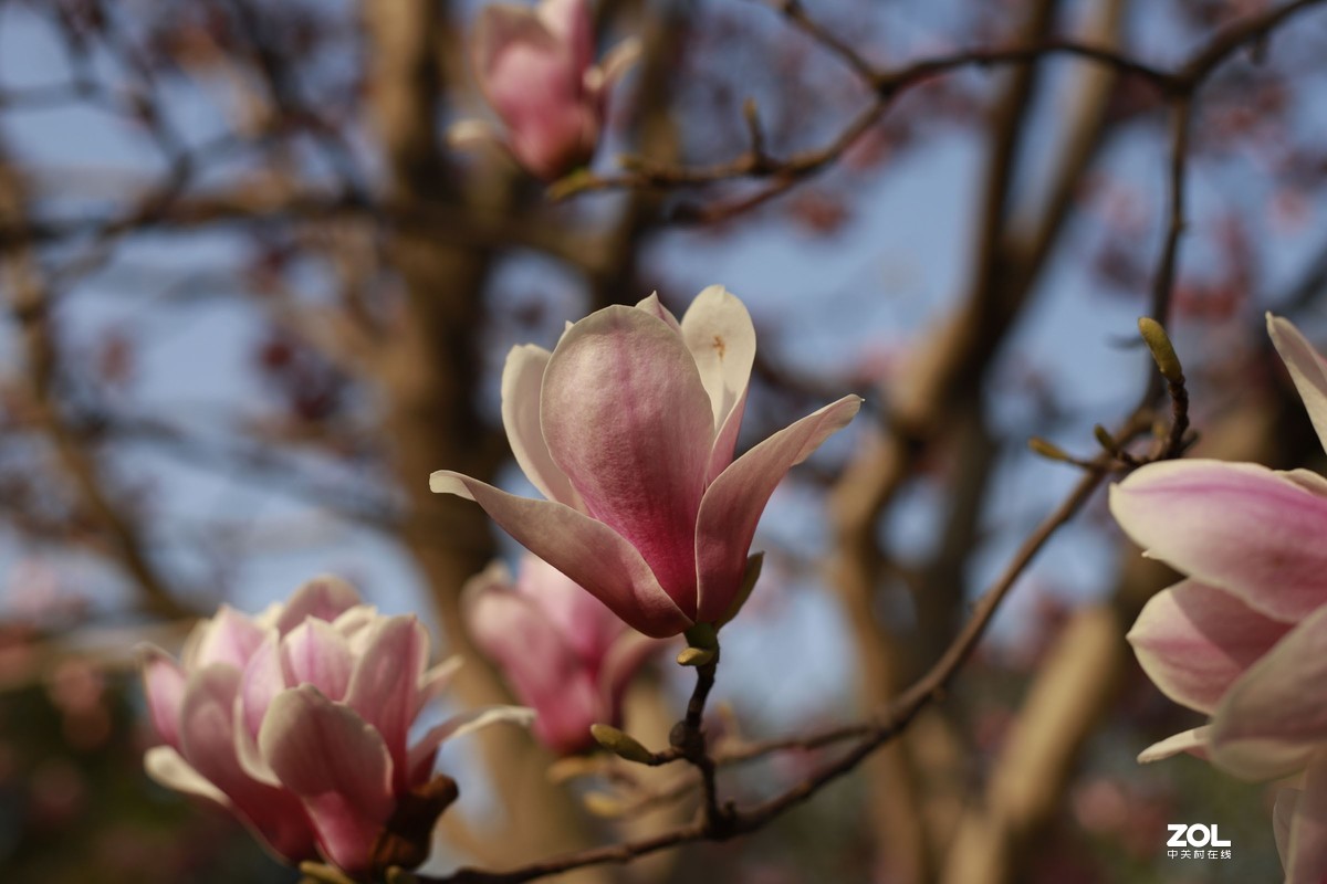学习18灰自定义白平衡保存相机，拍了几张看看，色彩是不是还原的真