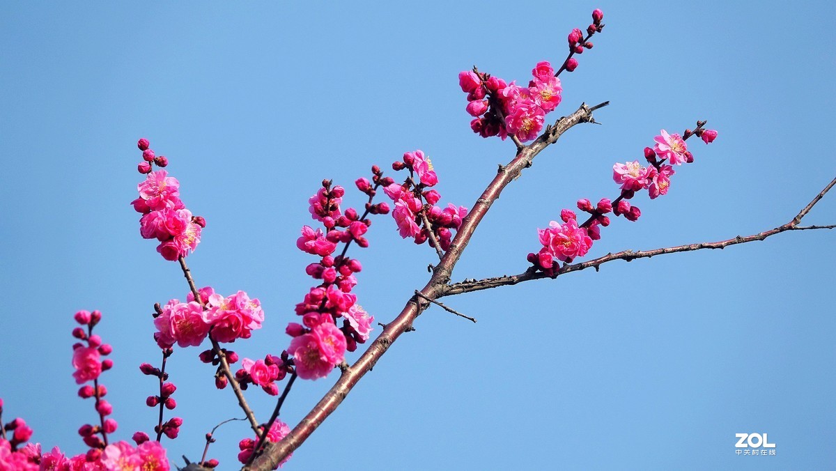 拍腊梅花