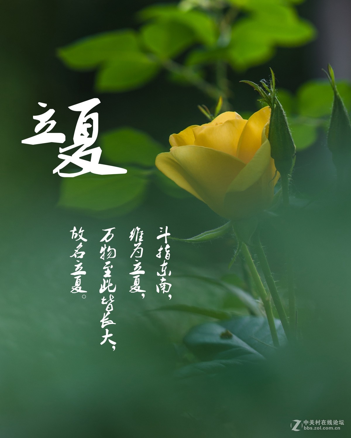 时光似水流，生活逆行。今日立夏
