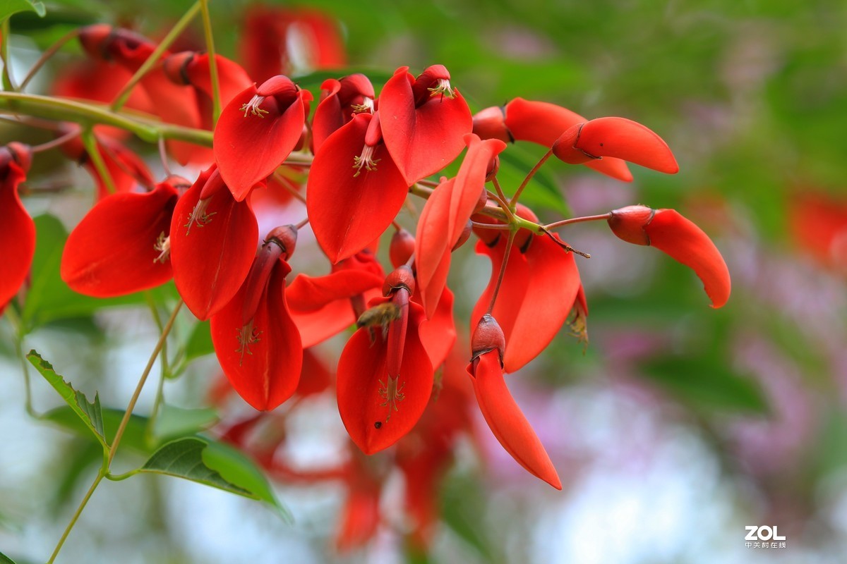 雞冠刺桐花三