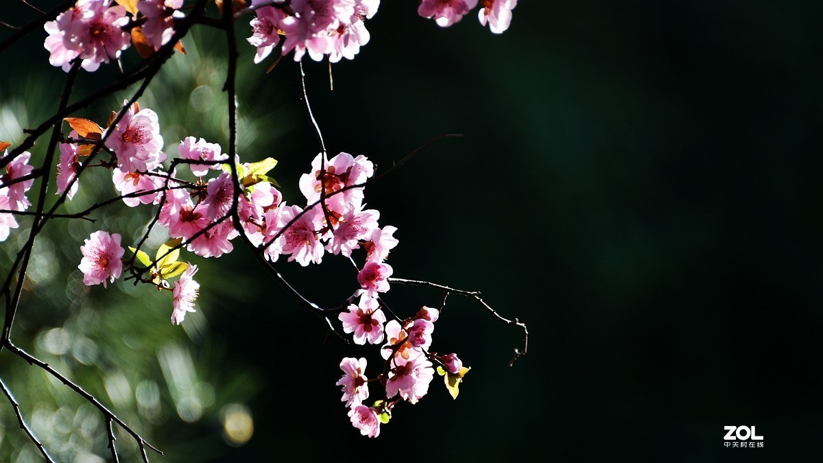桃花依旧笑春风