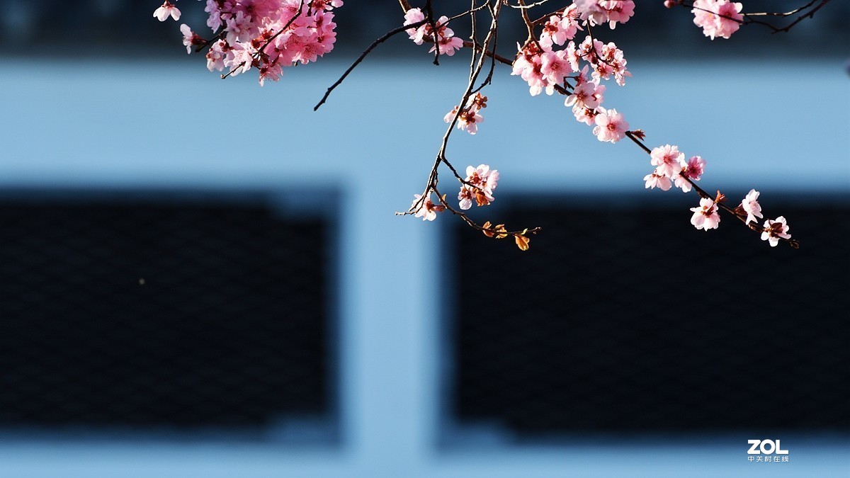 桃花依旧笑春风