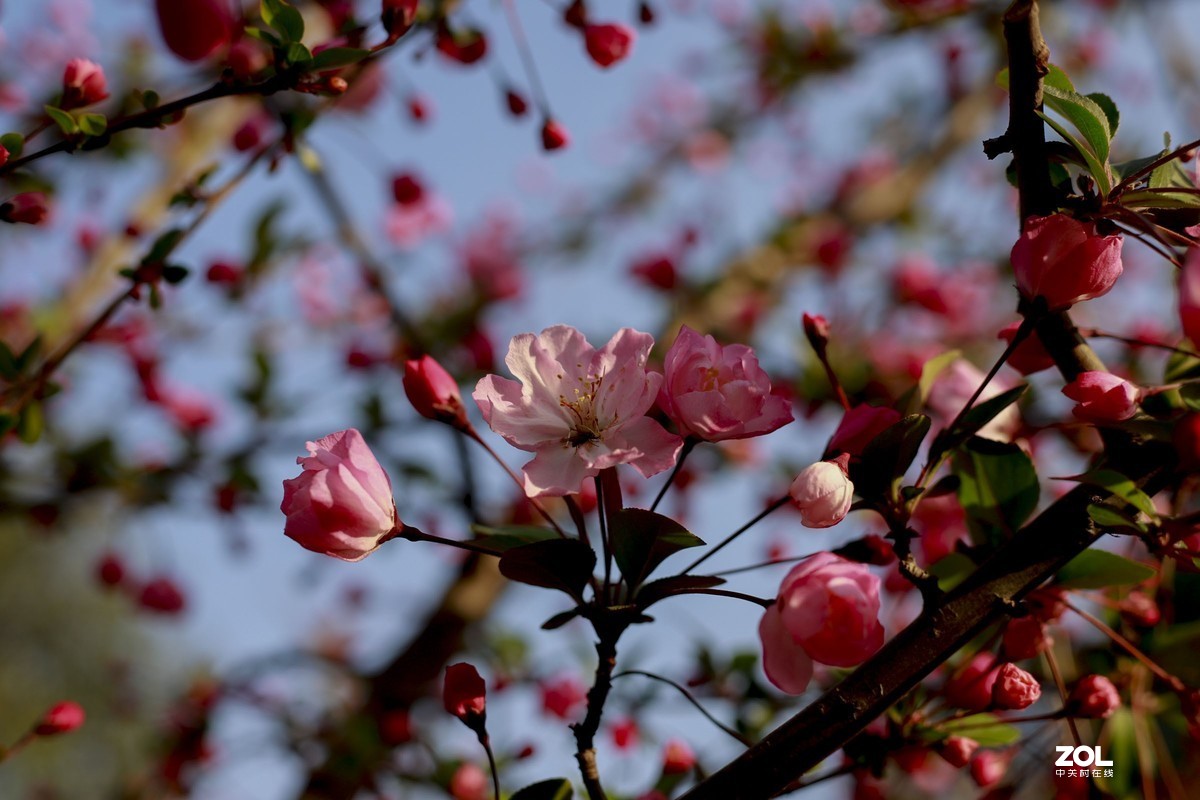 学习18灰自定义白平衡保存相机，拍了几张看看，色彩是不是还原的真