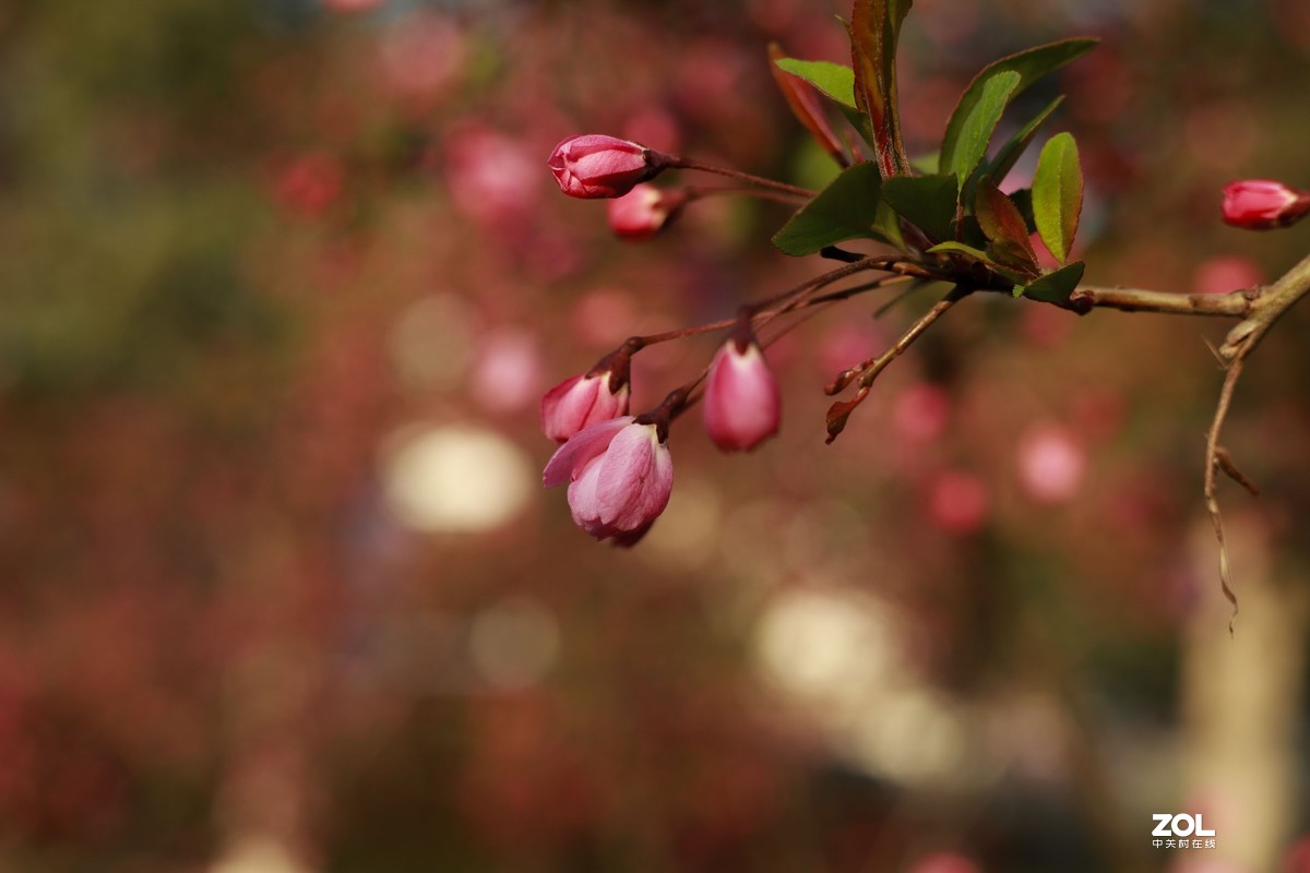 学习18灰自定义白平衡保存相机，拍了几张看看，色彩是不是还原的真