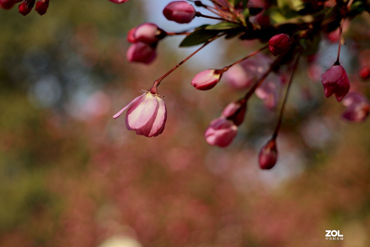 学习18灰自定义白平衡保存相机，拍了几张看看，色彩是不是还原的真
