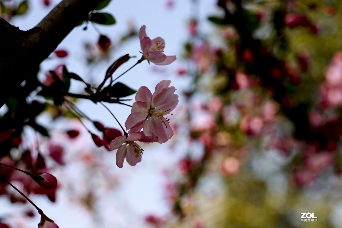 学习18灰自定义白平衡保存相机，拍了几张看看，色彩是不是还原的真