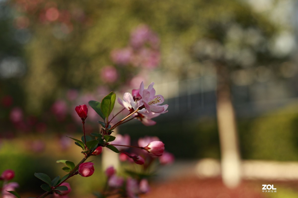 学习18灰自定义白平衡保存相机，拍了几张看看，色彩是不是还原的真
