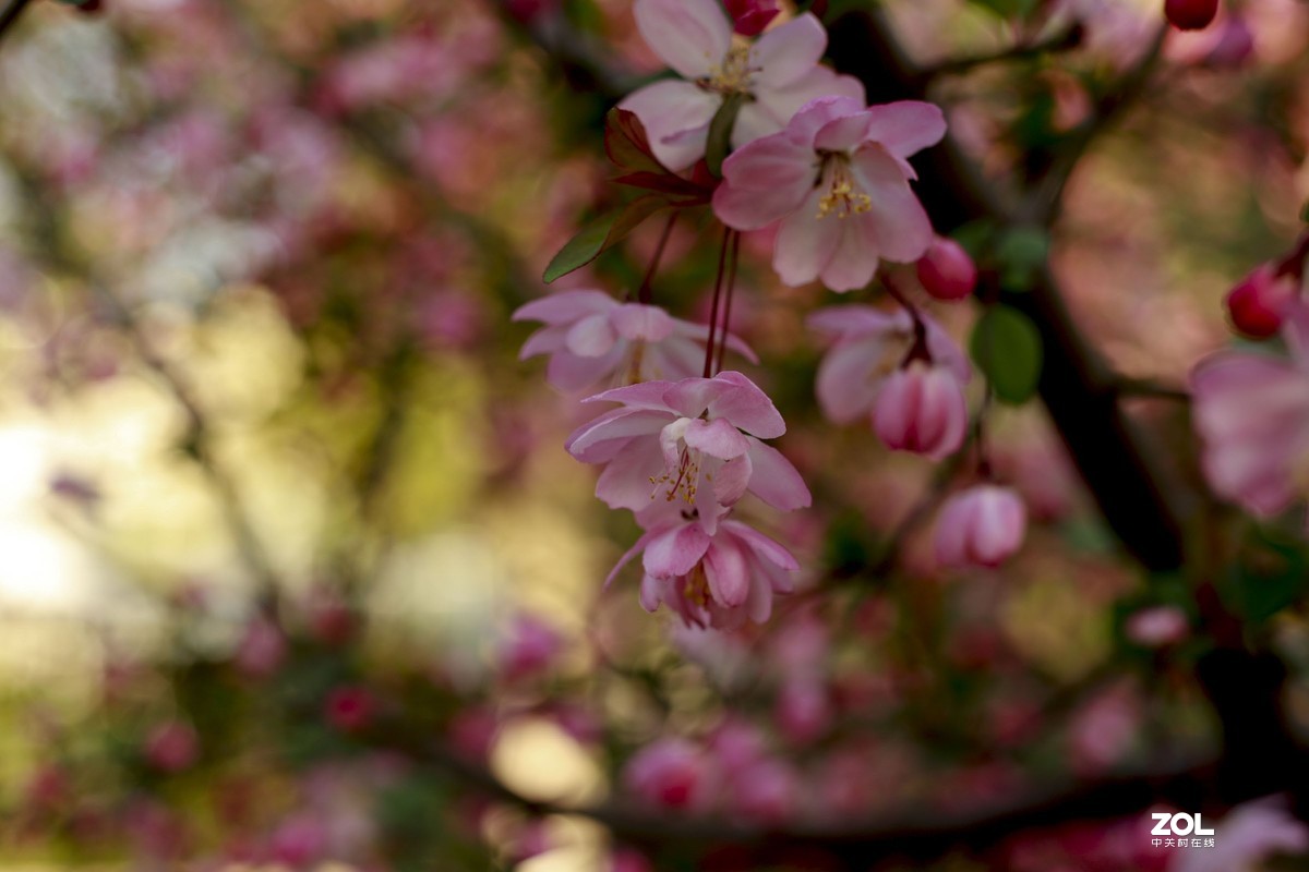 学习18灰自定义白平衡保存相机，拍了几张看看，色彩是不是还原的真