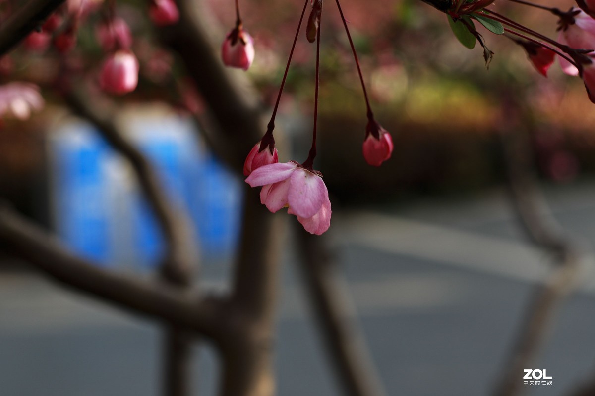 学习18灰自定义白平衡保存相机，拍了几张看看，色彩是不是还原的真