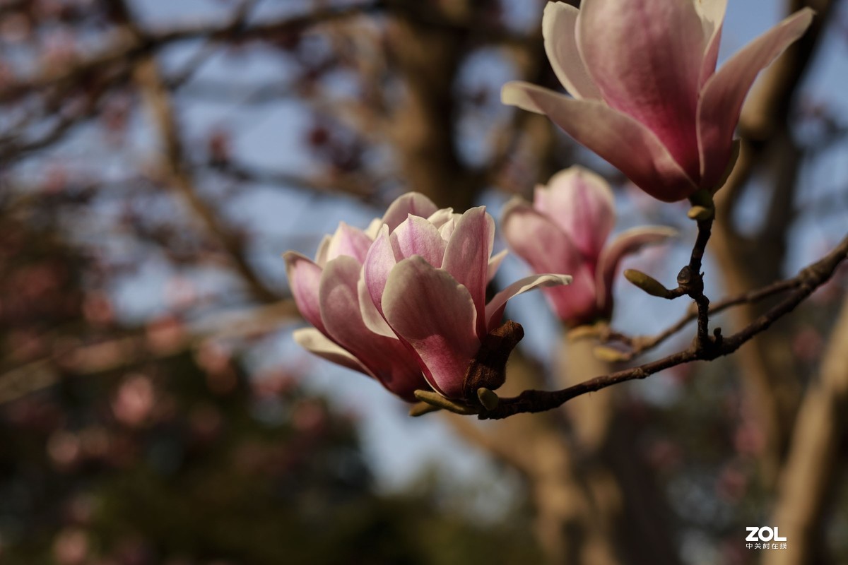 学习18灰自定义白平衡保存相机，拍了几张看看，色彩是不是还原的真