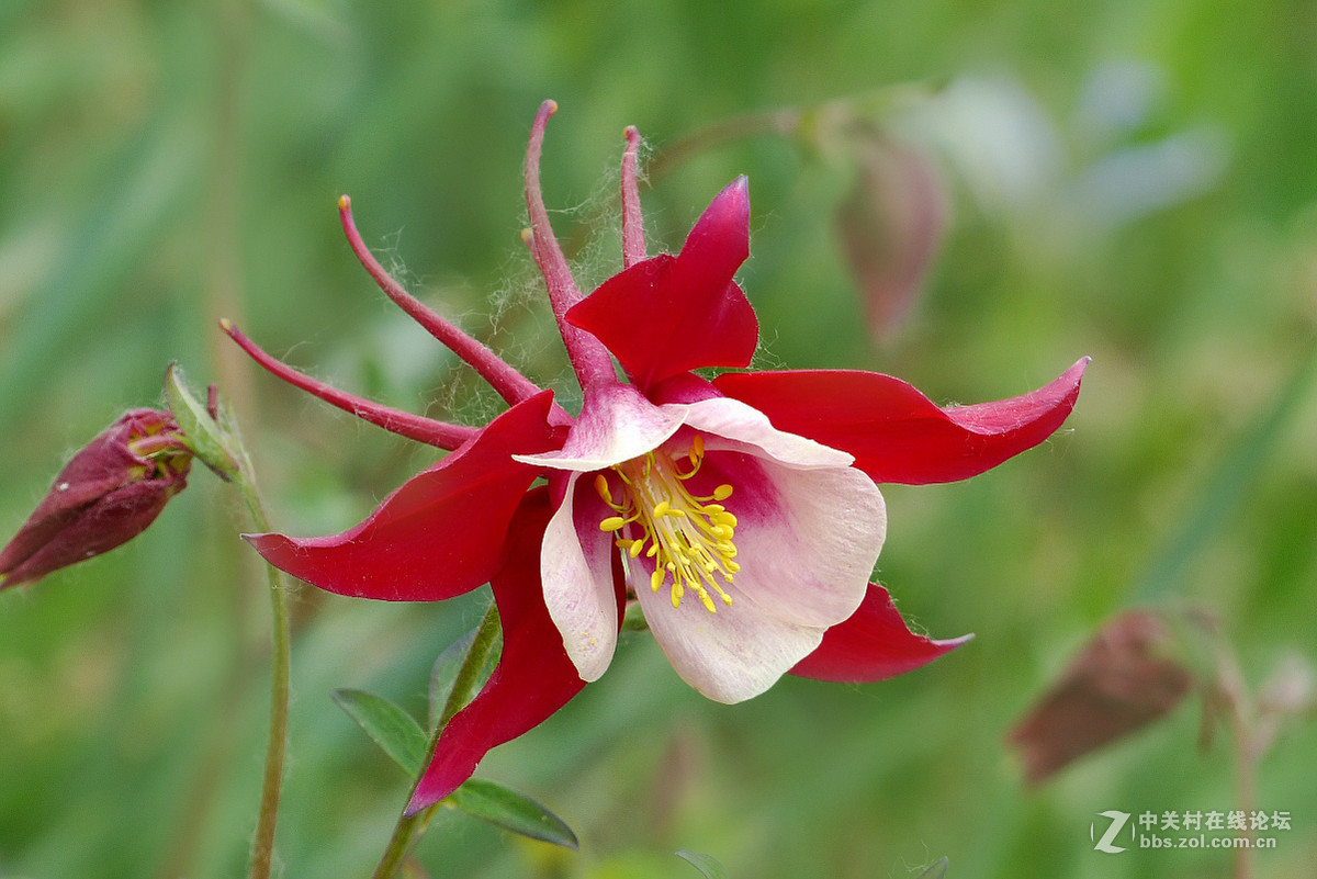 红色的耧斗菜摄于水上公园