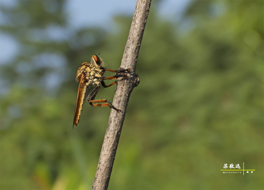 凶猛的中华盗虻