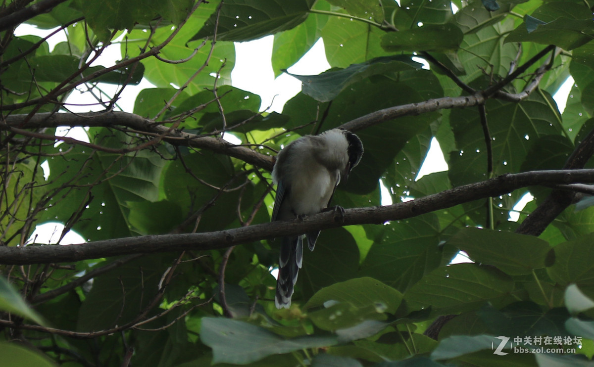 第一次打鸟，发图。