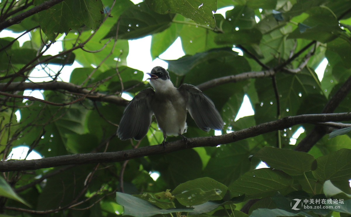 第一次打鸟，发图。