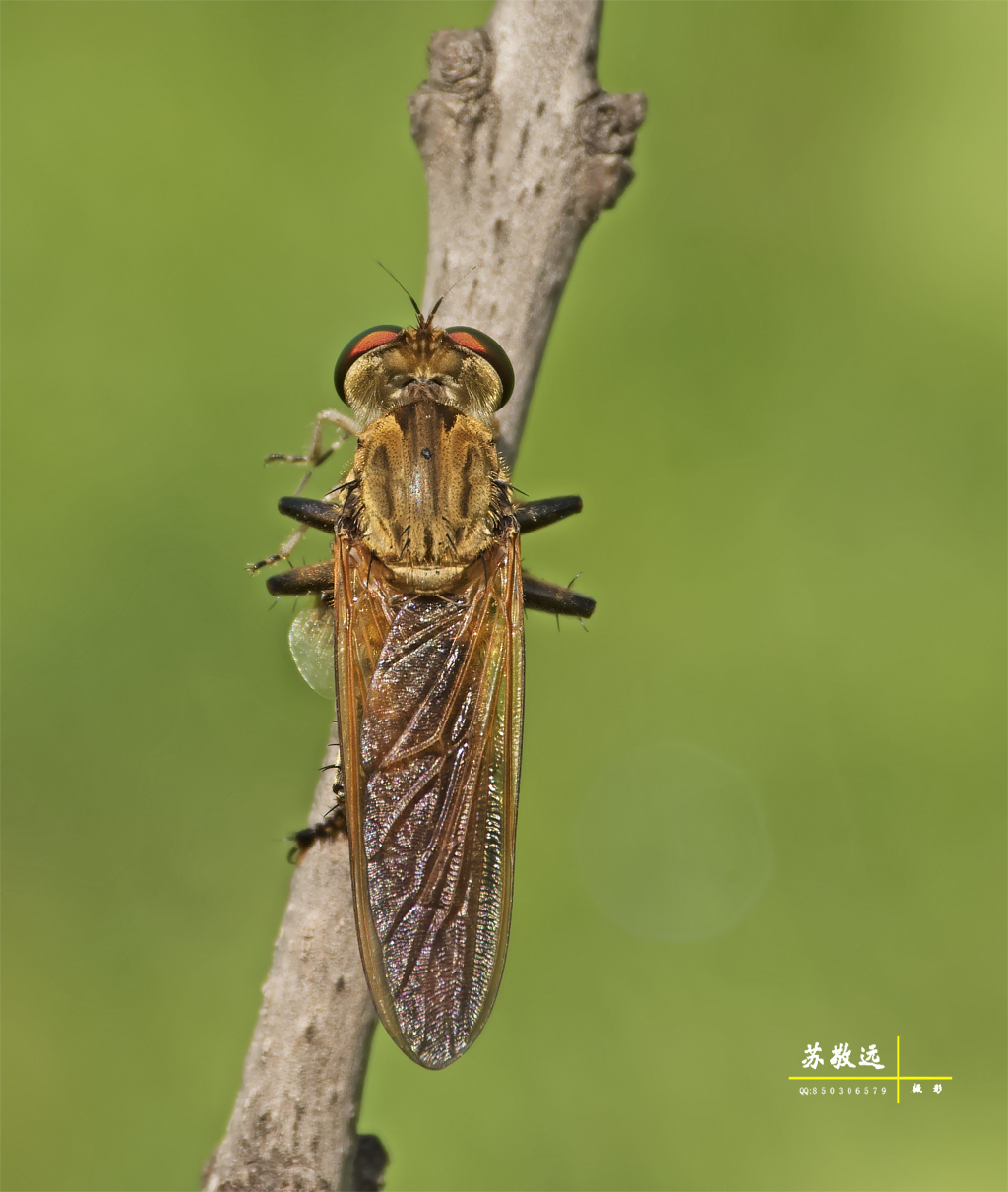 凶猛的中华盗虻