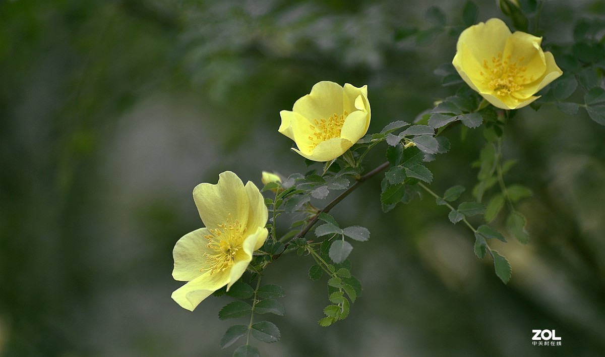 黄刺玫