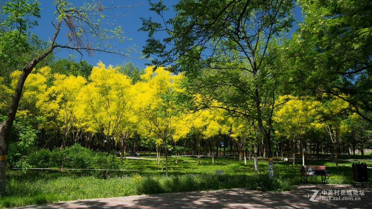 北京酒仙桥东边的将府公园风景如画