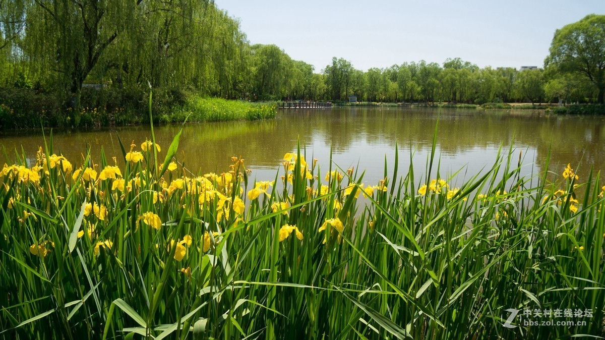 北京酒仙桥东边的将府公园风景如画
