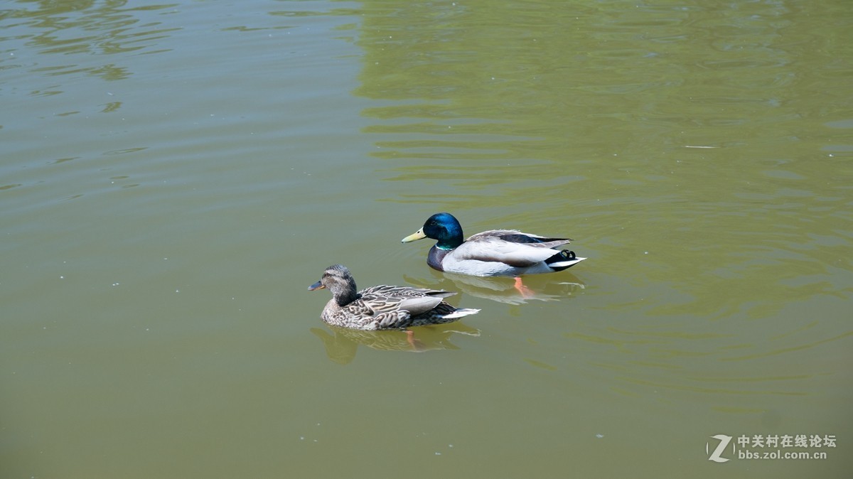 北京酒仙桥东边的将府公园风景如画