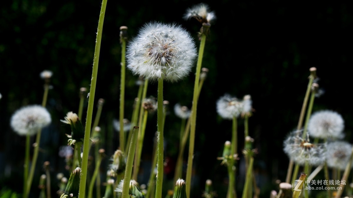 北京酒仙桥东边的将府公园风景如画