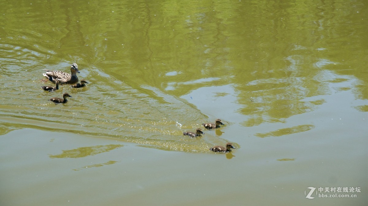 北京酒仙桥东边的将府公园风景如画