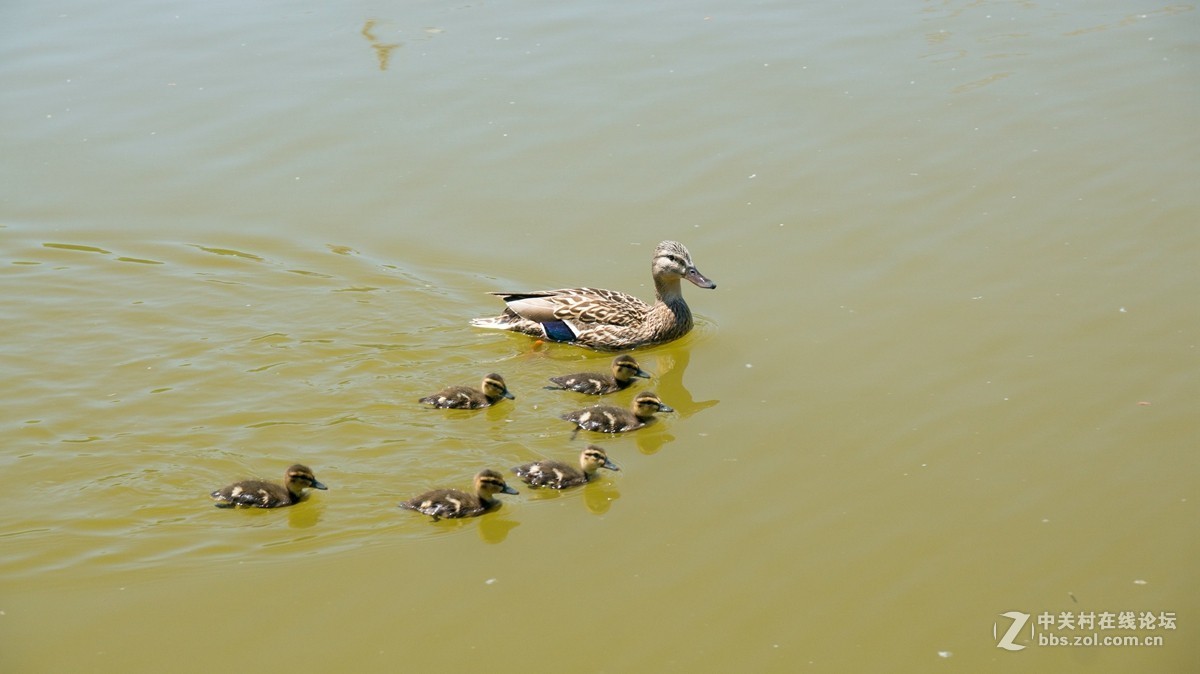 北京酒仙桥东边的将府公园风景如画