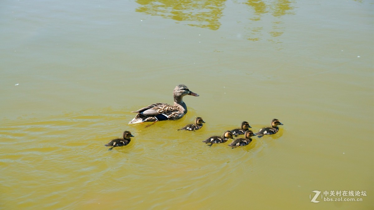 北京酒仙桥东边的将府公园风景如画