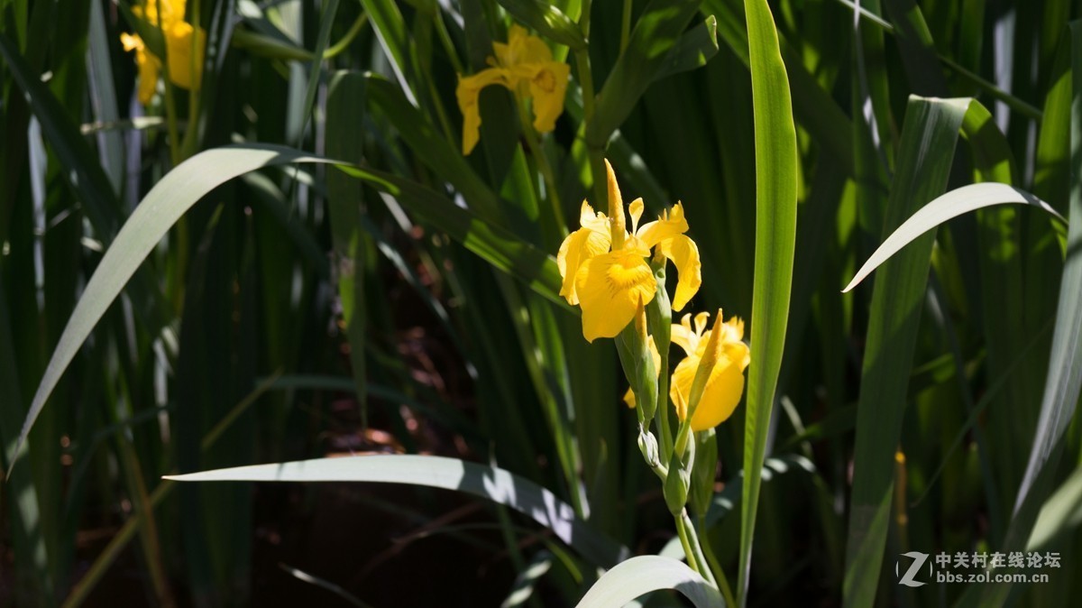 北京酒仙桥东边的将府公园风景如画