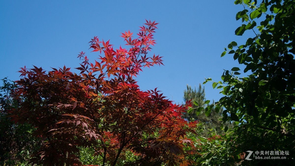 北京酒仙桥东边的将府公园风景如画