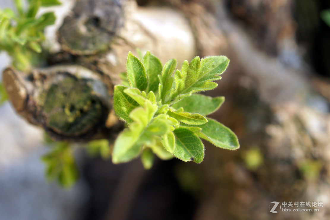 老机老头老头拍片