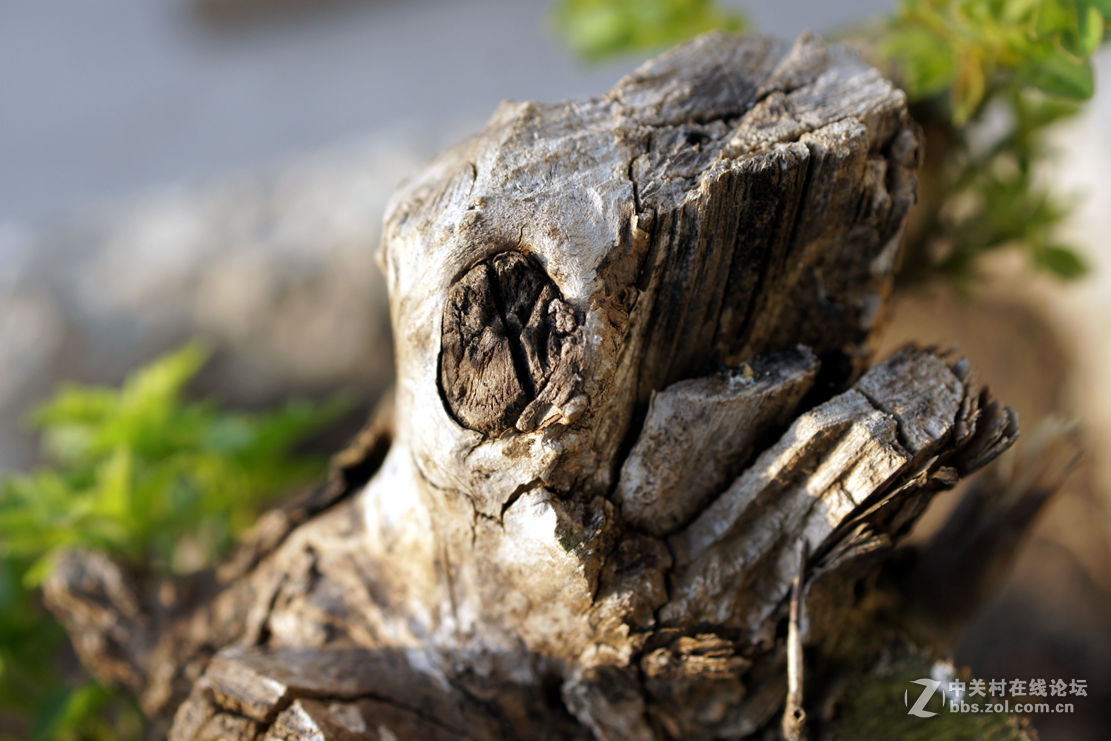 老机老头老头拍片