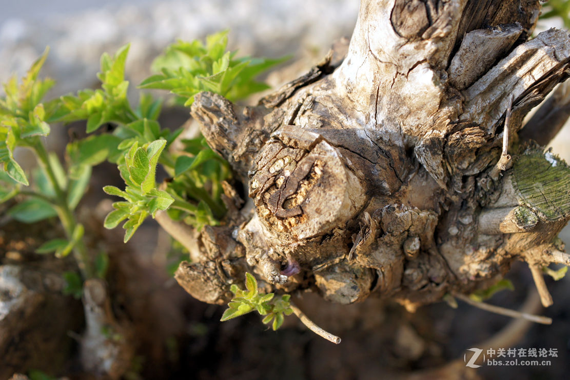 老机老头老头拍片