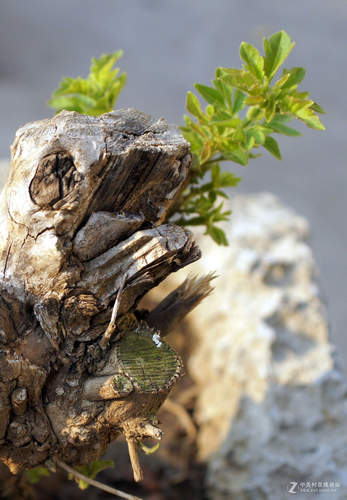 老机老头老头拍片